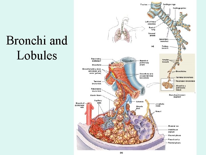 Bronchi and Lobules Figure 23– 9 Bronchi and Lobules Figure 23– 9