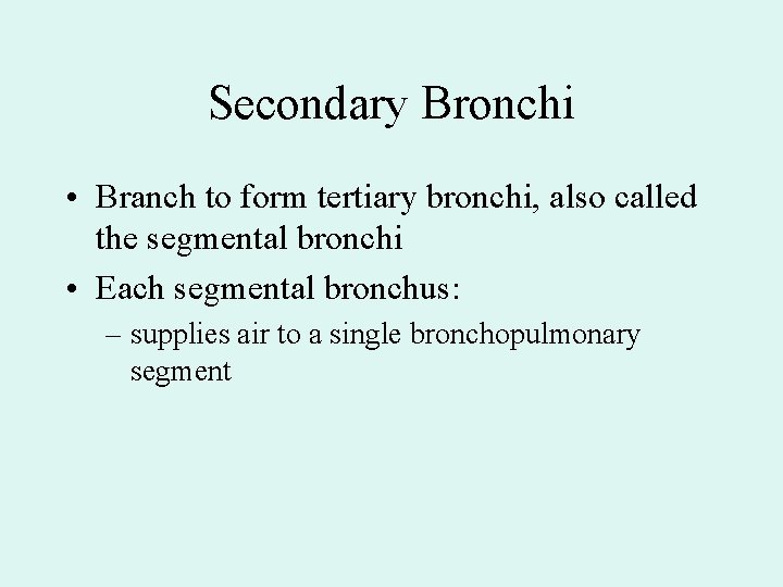 Secondary Bronchi • Branch to form tertiary bronchi, also called the segmental bronchi • Secondary Bronchi • Branch to form tertiary bronchi, also called the segmental bronchi •