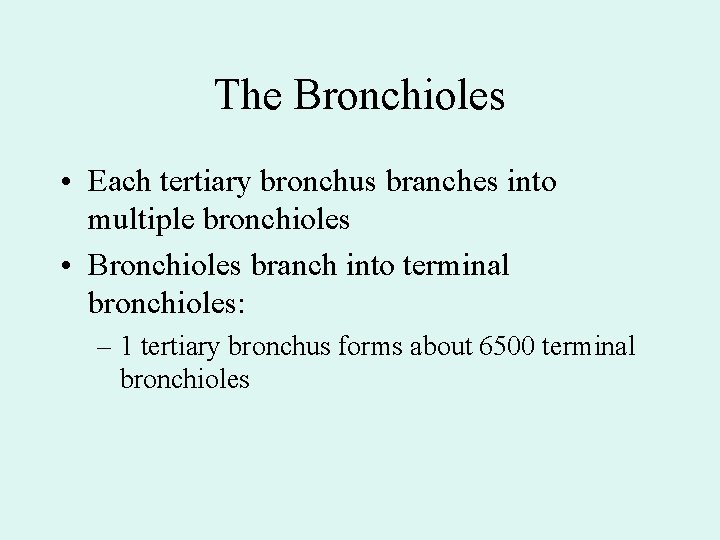 The Bronchioles • Each tertiary bronchus branches into multiple bronchioles • Bronchioles branch into The Bronchioles • Each tertiary bronchus branches into multiple bronchioles • Bronchioles branch into
