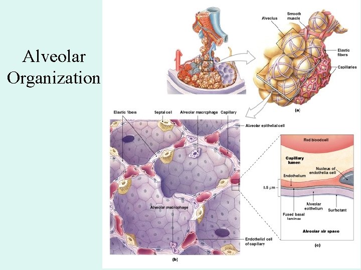 Alveolar Organization Figure 23– 11 Alveolar Organization Figure 23– 11