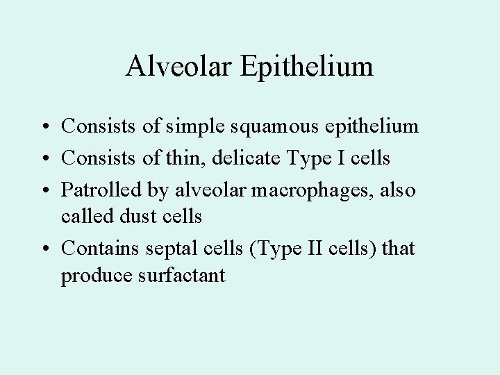 Alveolar Epithelium • Consists of simple squamous epithelium • Consists of thin, delicate Type Alveolar Epithelium • Consists of simple squamous epithelium • Consists of thin, delicate Type