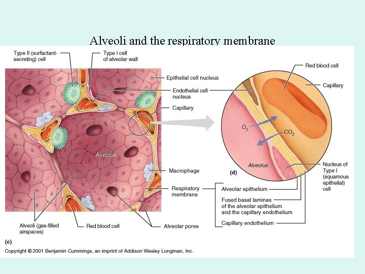 Alveoli and the respiratory membrane Alveoli and the respiratory membrane