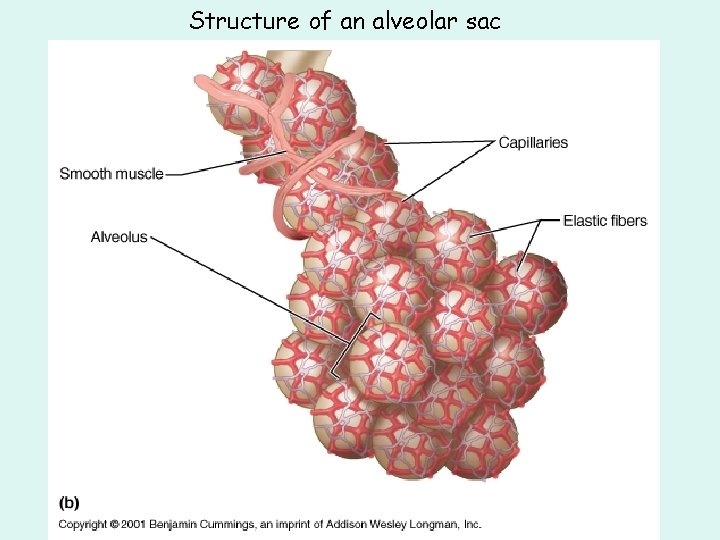 Structure of an alveolar sac Structure of an alveolar sac