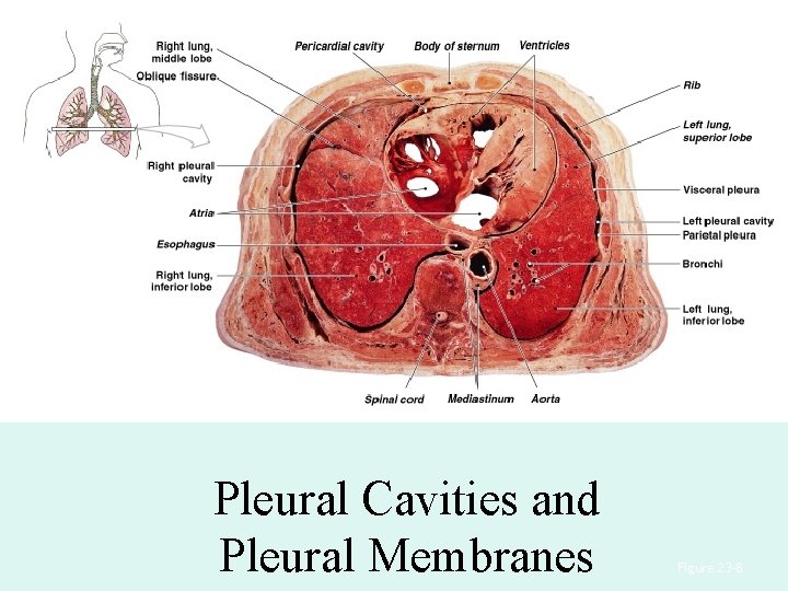 Pleural Cavities and Pleural Membranes Figure 23– 8 Pleural Cavities and Pleural Membranes Figure 23– 8
