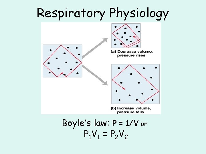 Respiratory Physiology Boyle’s law: P = 1/V or P 1 V 1 = P Respiratory Physiology Boyle’s law: P = 1/V or P 1 V 1 = P