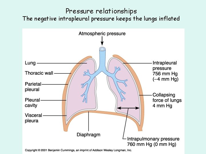 Pressure relationships The negative intrapleural pressure keeps the lungs inflated Pressure relationships The negative intrapleural pressure keeps the lungs inflated