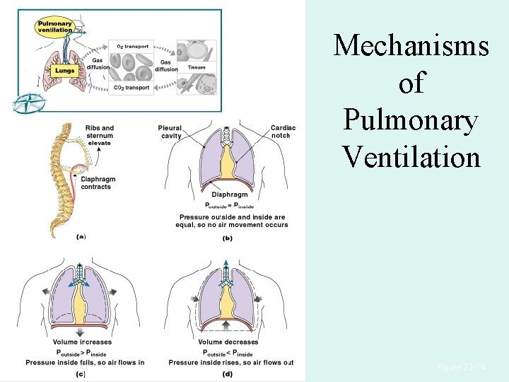Mechanisms of Pulmonary Ventilation Figure 23– 14 Mechanisms of Pulmonary Ventilation Figure 23– 14