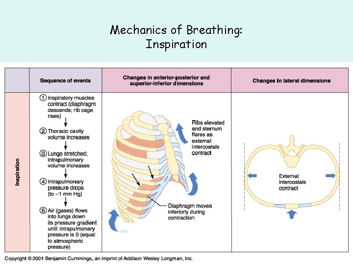 Mechanics of Breathing: Inspiration Mechanics of Breathing: Inspiration