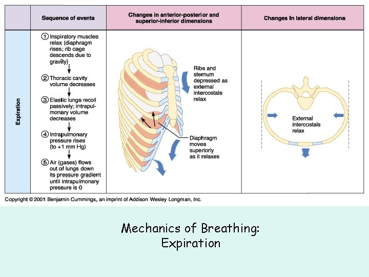 Mechanics of Breathing: Expiration Mechanics of Breathing: Expiration