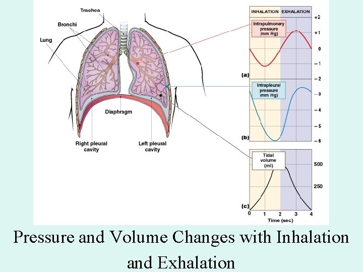Pressure and Volume Changes with Inhalation and Exhalation Pressure and Volume Changes with Inhalation and Exhalation