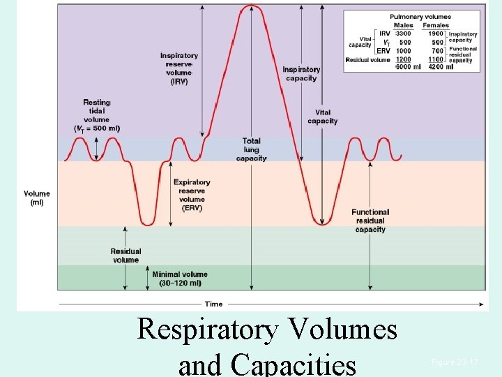 Respiratory Volumes and Capacities Figure 23– 17 Respiratory Volumes and Capacities Figure 23– 17