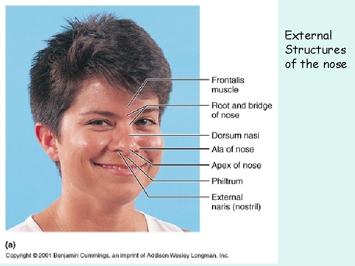 External Structures of the nose External Structures of the nose