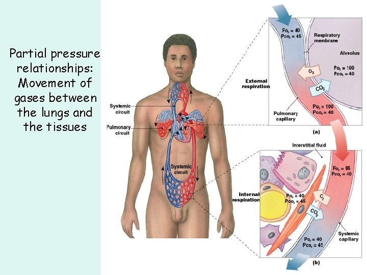 Partial pressure relationships: Movement of gases between the lungs and the tissues Partial pressure relationships: Movement of gases between the lungs and the tissues
