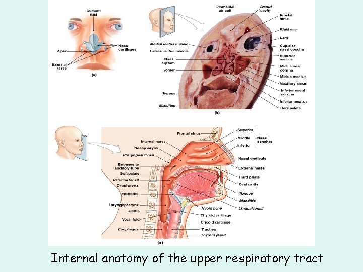 Internal anatomy of the upper respiratory tract Internal anatomy of the upper respiratory tract
