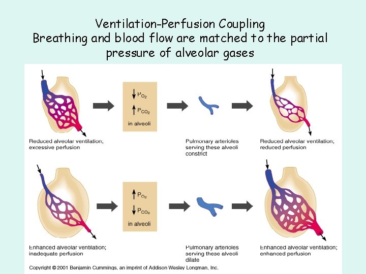 Ventilation-Perfusion Coupling Breathing and blood flow are matched to the partial pressure of alveolar Ventilation-Perfusion Coupling Breathing and blood flow are matched to the partial pressure of alveolar