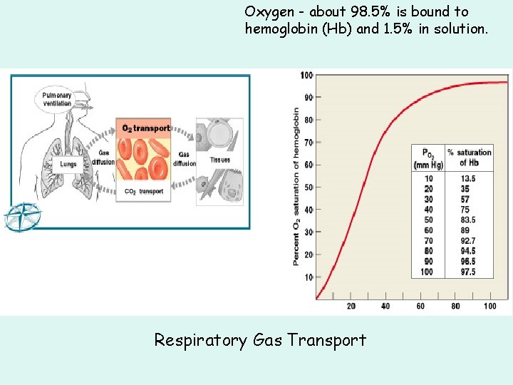 Oxygen - about 98. 5% is bound to hemoglobin (Hb) and 1. 5% in Oxygen - about 98. 5% is bound to hemoglobin (Hb) and 1. 5% in