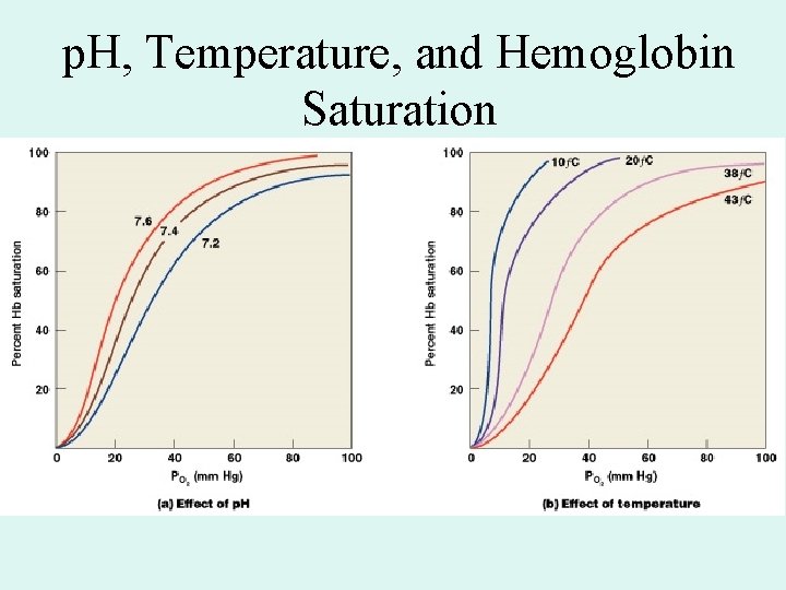 p. H, Temperature, and Hemoglobin Saturation p. H, Temperature, and Hemoglobin Saturation