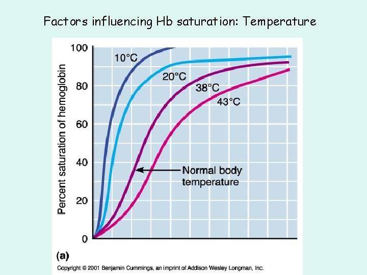 Factors influencing Hb saturation: Temperature Factors influencing Hb saturation: Temperature