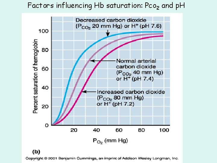 Factors influencing Hb saturation: Pco 2 and p. H Factors influencing Hb saturation: Pco 2 and p. H