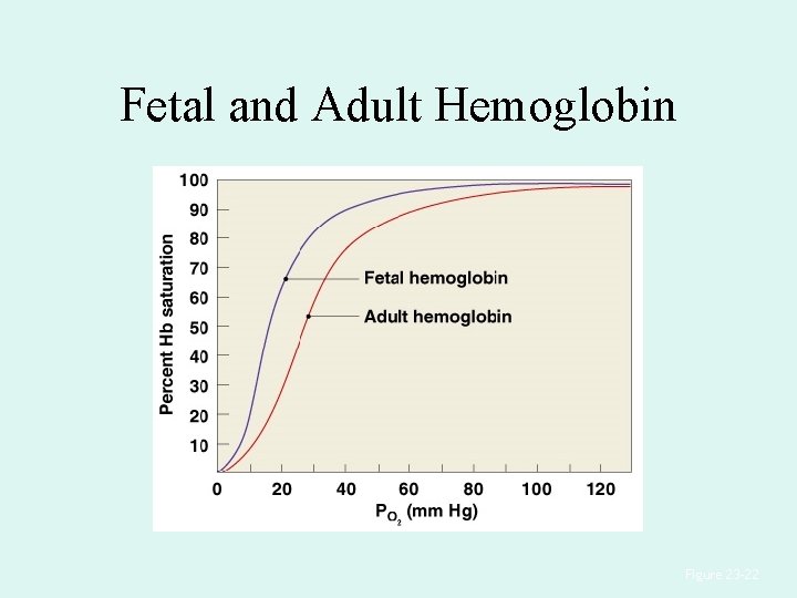 Fetal and Adult Hemoglobin Figure 23– 22 Fetal and Adult Hemoglobin Figure 23– 22