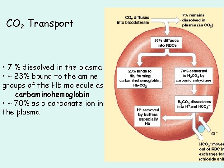 CO 2 Transport • 7 % dissolved in the plasma • ~ 23% bound CO 2 Transport • 7 % dissolved in the plasma • ~ 23% bound