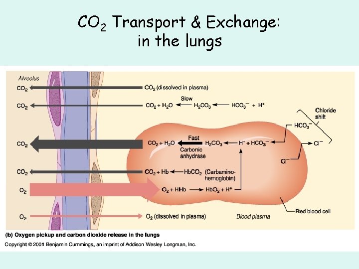 CO 2 Transport & Exchange: in the lungs CO 2 Transport & Exchange: in the lungs