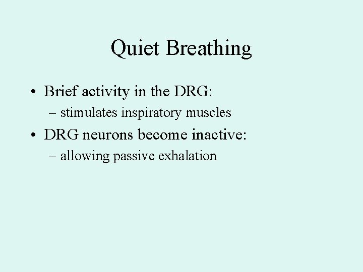 Quiet Breathing • Brief activity in the DRG: – stimulates inspiratory muscles • DRG Quiet Breathing • Brief activity in the DRG: – stimulates inspiratory muscles • DRG