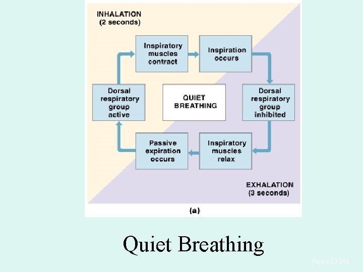 Quiet Breathing Figure 23– 25 a Quiet Breathing Figure 23– 25 a