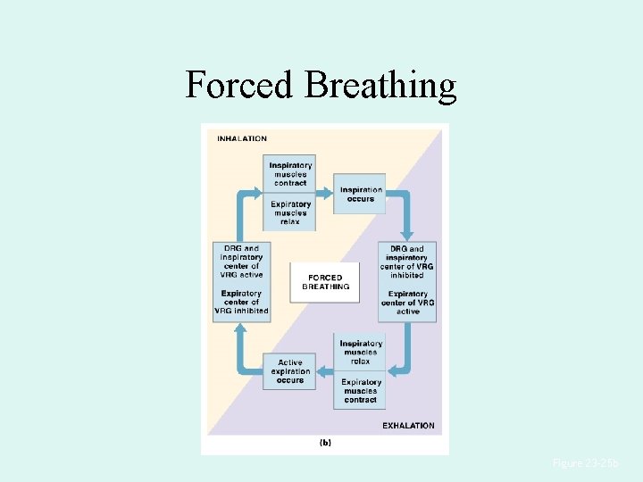 Forced Breathing Figure 23– 25 b Forced Breathing Figure 23– 25 b