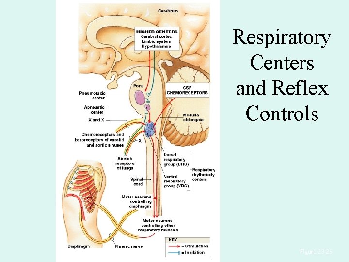 Respiratory Centers and Reflex Controls Figure 23– 26 Respiratory Centers and Reflex Controls Figure 23– 26