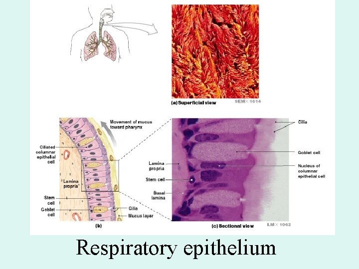 Respiratory epithelium Respiratory epithelium