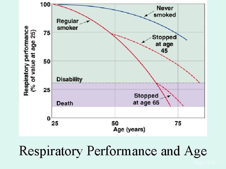 Respiratory Performance and Age Figure 23– 28 Respiratory Performance and Age Figure 23– 28