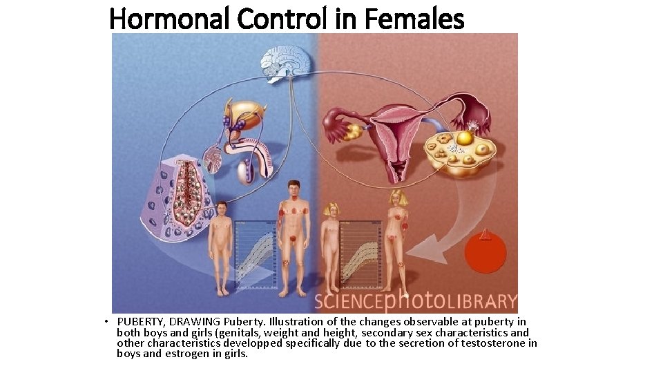 Hormonal Control in Females • PUBERTY, DRAWING Puberty. Illustration of the changes observable at
