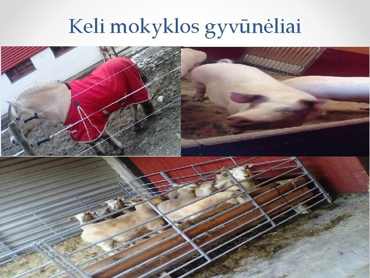 Keli mokyklos gyvūnėliai 