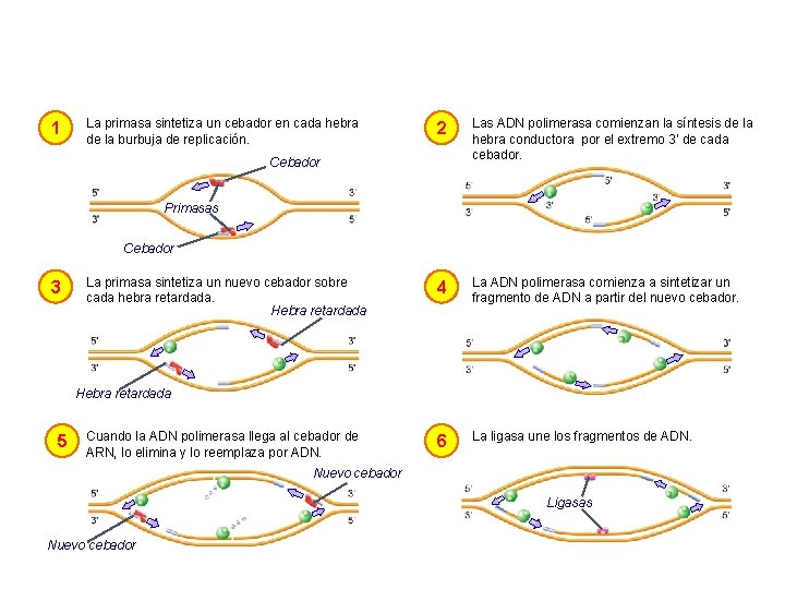 1 La primasa sintetiza un cebador en cada hebra de la burbuja de replicación.