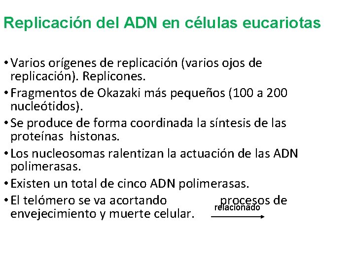 Replicación del ADN en células eucariotas • Varios orígenes de replicación (varios ojos de