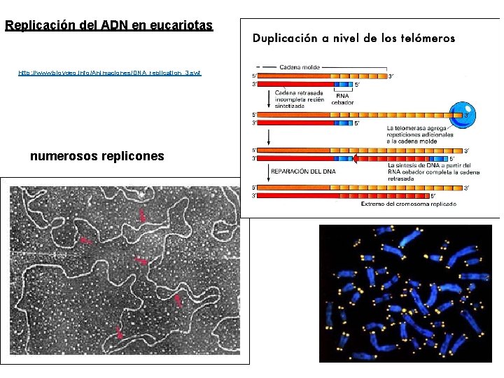 Replicación del ADN en eucariotas http: //www. bioygeo. info/Animaciones/DNA_replication_3. swf numerosos replicones 