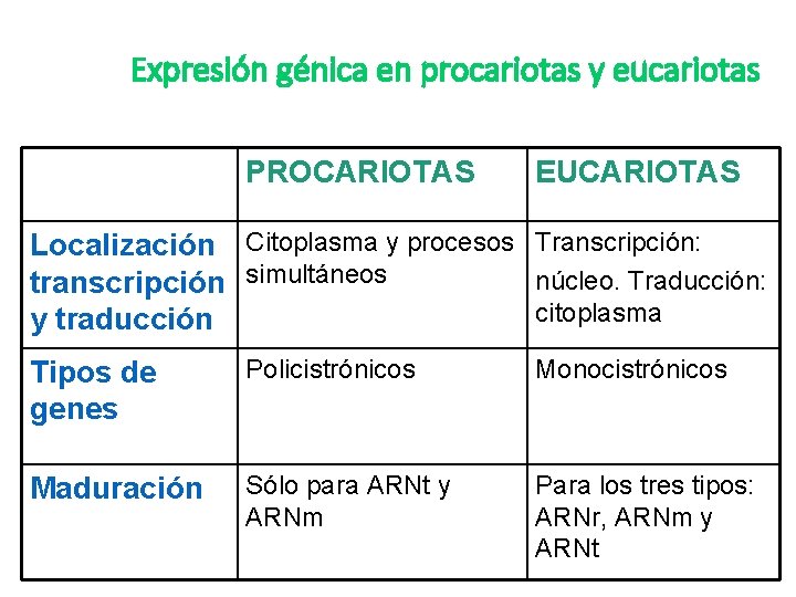 Expresión génica en procariotas y eucariotas PROCARIOTAS EUCARIOTAS Localización Citoplasma y procesos Transcripción: núcleo.
