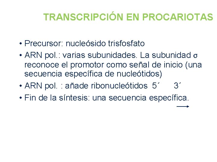 TRANSCRIPCIÓN EN PROCARIOTAS • Precursor: nucleósido trisfosfato • ARN pol. : varias subunidades. La
