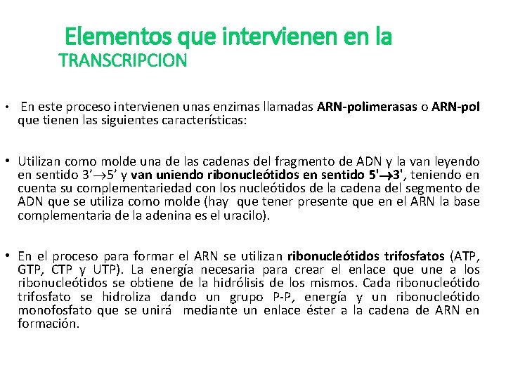 Elementos que intervienen en la TRANSCRIPCION • En este proceso intervienen unas enzimas llamadas