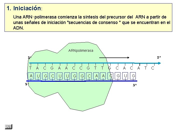 1. Iniciación: Una ARN‑polimerasa comienza la síntesis del precursor del ARN a partir de