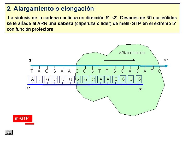 2. Alargamiento o elongación: La síntesis de la cadena continúa en dirección 5' 3'.
