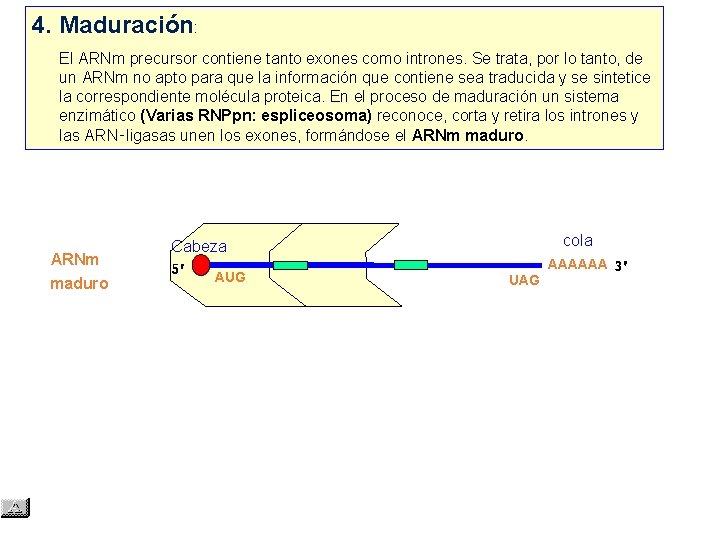 4. Maduración: El ARNm precursor contiene tanto exones como intrones. Se trata, por lo