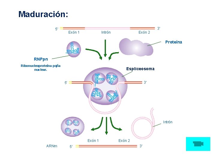 Maduración: 5’ Exón 1 Intrón Exón 2 3’ Proteína RNPpn Ribonucleoproteína pqña nuclear. Espliceosoma