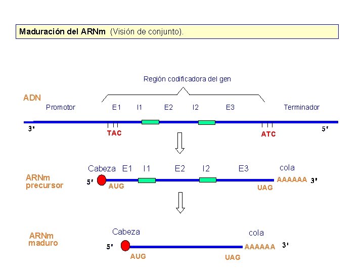 Maduración del ARNm (Visión de conjunto). Región codificadora del gen ADN Promotor E 1