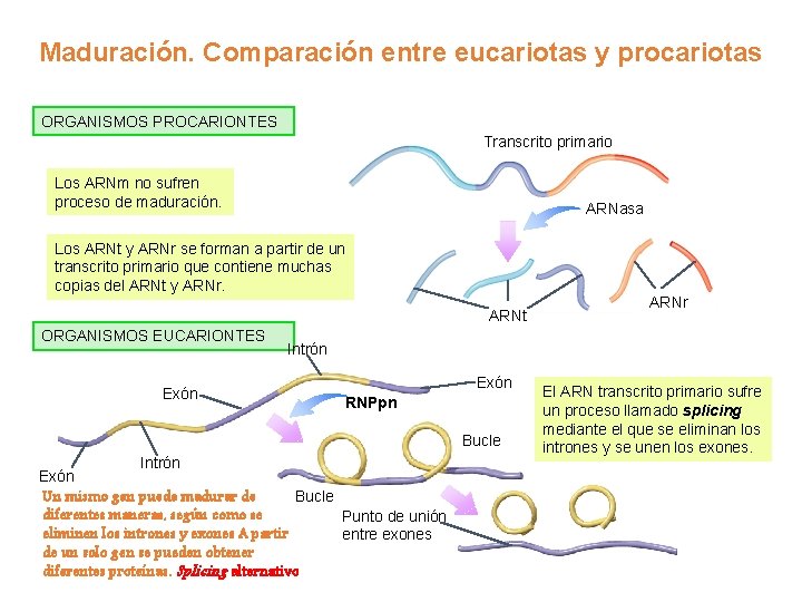 Maduración. Comparación entre eucariotas y procariotas ORGANISMOS PROCARIONTES Transcrito primario Los ARNm no sufren