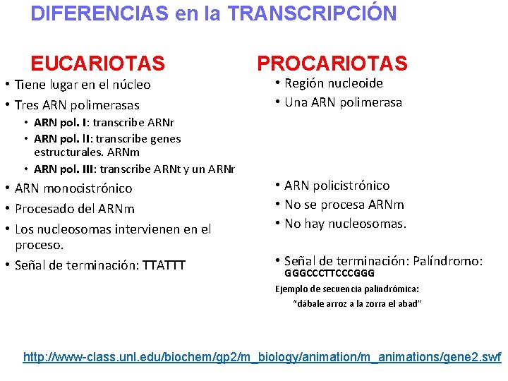 DIFERENCIAS en la TRANSCRIPCIÓN EUCARIOTAS • Tiene lugar en el núcleo • Tres ARN
