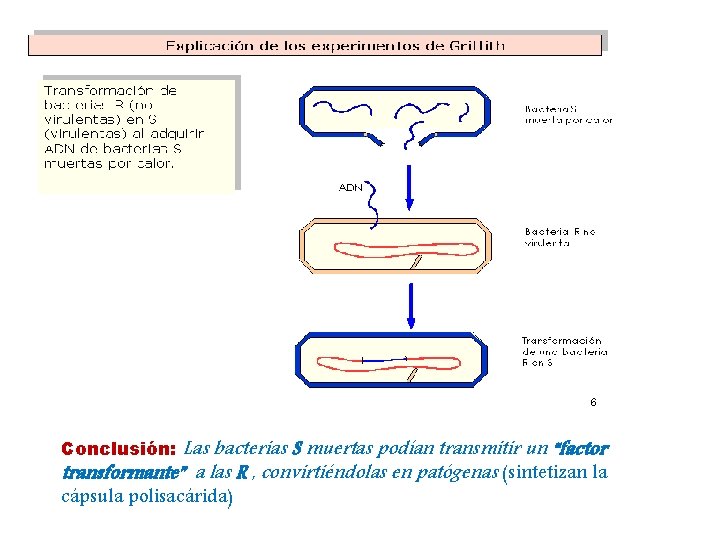 Conclusión: Las bacterias S muertas podían transmitir un “factor transformante” a las R ,