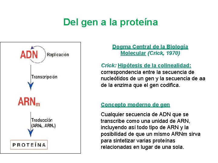 Del gen a la proteína Dogma Central de la Biología Molecular (Crick, 1970) Crick: