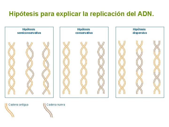 Hipótesis para explicar la replicación del ADN. Hipótesis semiconservativa Cadena antigua Hipótesis conservativa Cadena